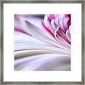 Pastel Gerbera Framed Print