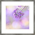 Pastel Moods Framed Print