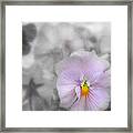 Pastel Pansy Framed Print