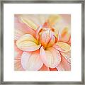 Pastel Petals And Drops Framed Print