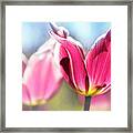 Pastel Tulips Photographic Artwork Framed Print