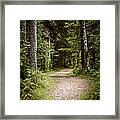 Path In Old Forest Framed Print