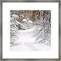 Path In Winter Forest 5 Framed Print