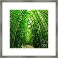 Path Through A Bamboo Forrest On Maui Hawaii Usa Framed Print