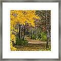 Path Through Autumn Trees Framed Print