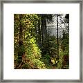 Path Through Redwood Forest Framed Print