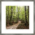 Path To The Beech Forest Framed Print