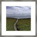 Path To The Pacific Framed Print