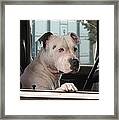 Patient Rose Pit Bull Dog Portrait In Evanston Wyoming Framed Print
