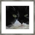 Green Eyes Of A Tuxedo Cat Framed Print