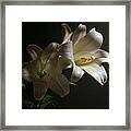 Peace Lily Framed Print