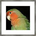 Peach Faced Lovebird Framed Print