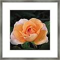 Peach Petals - Rose Framed Print