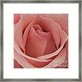 Peach Rose Framed Print