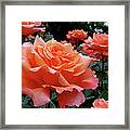 Peach Roses Framed Print