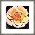 Peaches And Cream With A Dolop Of Lemon Framed Print