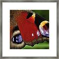 Peacock Butterfly Wing Detail Framed Print