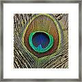 Peacock Feather Framed Print