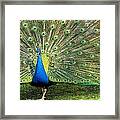 Peacock Framed Print