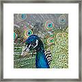 Peacock Portrait Framed Print