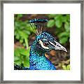 Peacock - Portrait Framed Print