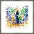 Peacock Splash Framed Print