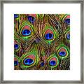 Peacock Tail Feathers Framed Print