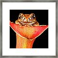 Peacock Tree Frog Framed Print