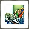 Peacocks Framed Print