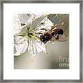 Pear Blossom With Bee Framed Print