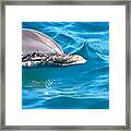 Peeking Dolphin Framed Print
