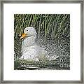 Pekin Duck - Having Fun Framed Print