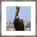Pelican - 2 Framed Print