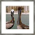 Pelican Couple Framed Print