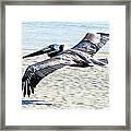 Pelican Flying Framed Print