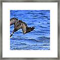 Pelican Hunting Framed Print
