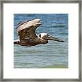 Pelican In Flight No.7 Framed Print