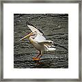 Pelican Landing Framed Print