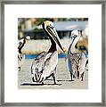 Pelican Looking At You Framed Print