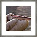 Pelican Framed Print