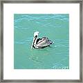 Pelican Framed Print