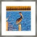 Pelican On A Pole Framed Print