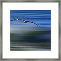 Pelican Over Green Wave  Mg5582 Framed Print