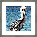 Pelican Portrait Framed Print