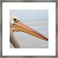 Pelican Profile Framed Print