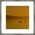 Pelican Sunset 01 Framed Print