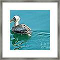 Pelican Swimming Framed Print