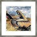 Pelican Twisting Framed Print