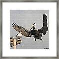 Pelican Wins Sea Gull Looses Framed Print