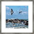 Pelicans 891 Framed Print